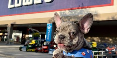 Lowe's Survey